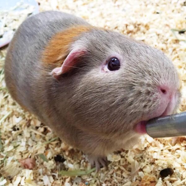 Diarrhea in Guinea Pigs - Gizmo & Co