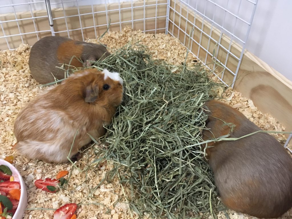 guinea pig hay